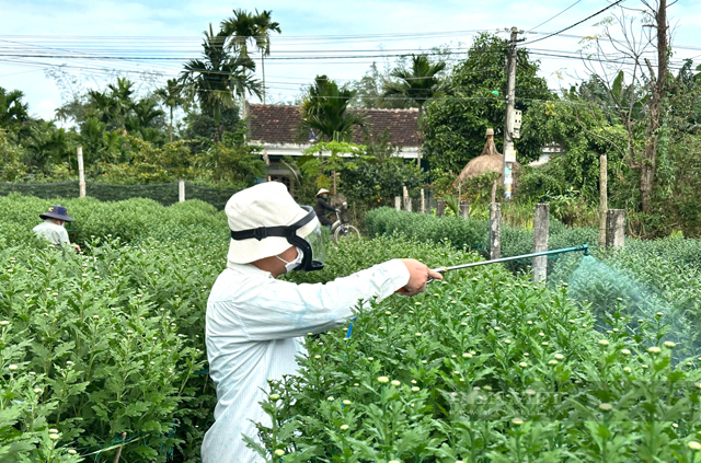 Người trồng hoa tết ở “thủ phủ” cúc Quảng Ngãi “ngồi trên lửa” vì nguy cơ hoạ kép - Ảnh 4.